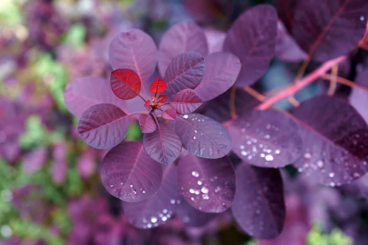 The royal purple smoke bush is often used as a specimen shrub.