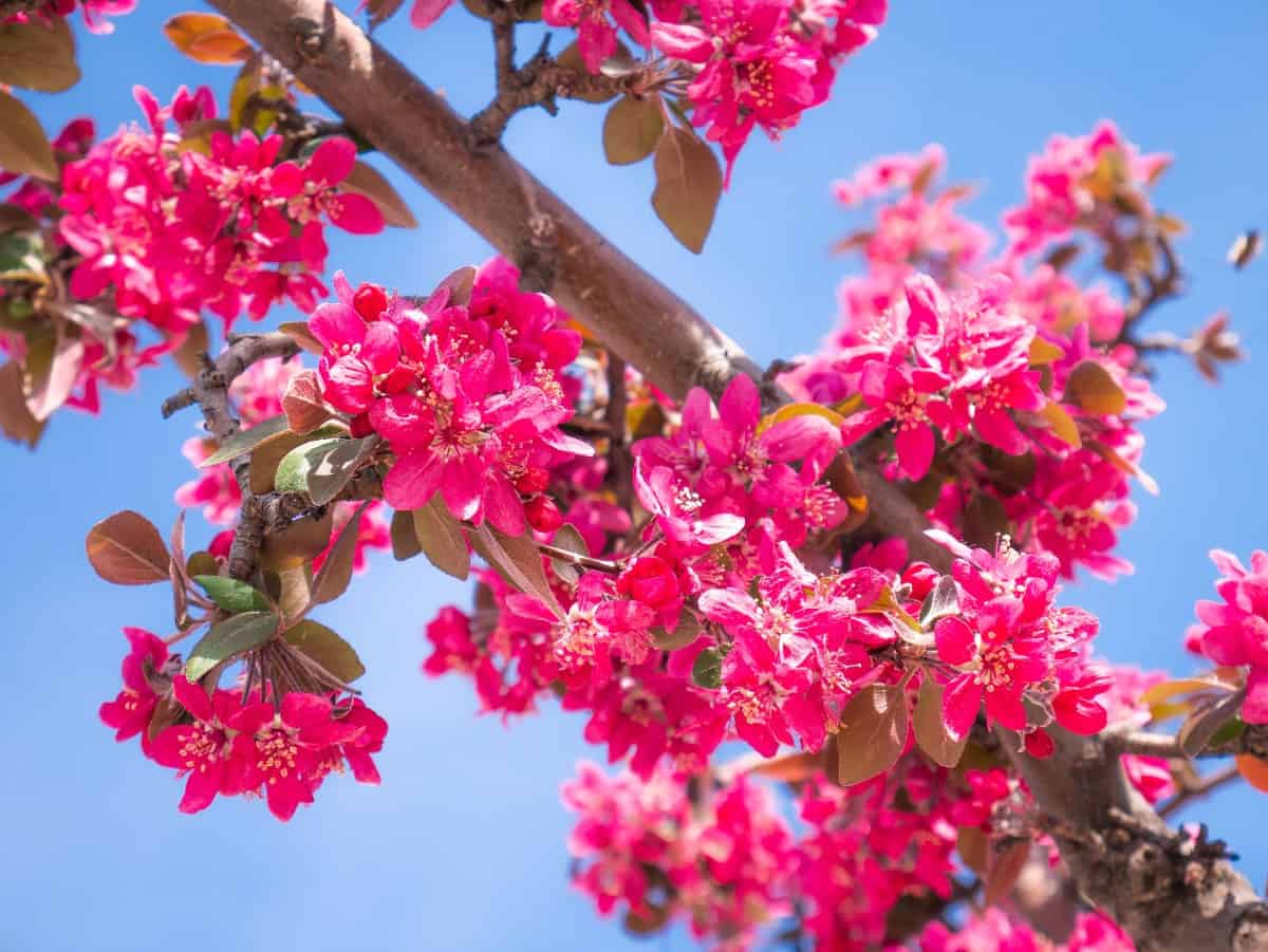 Royal regndråber crabapple er et hårdfør frugttræ.