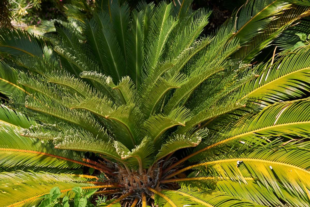 Sago palms have pretty feathery fronds.