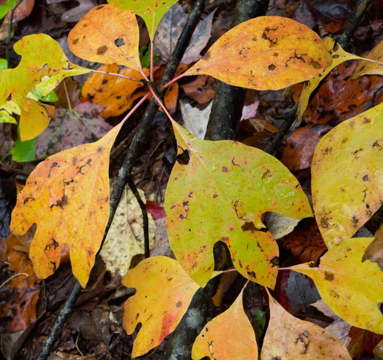 Sassafras trees have brightly-colored autumn leaves.