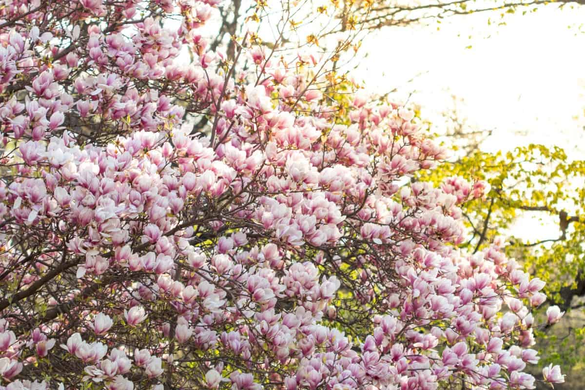 Saucer magnolias have gorgeous spring blooms.