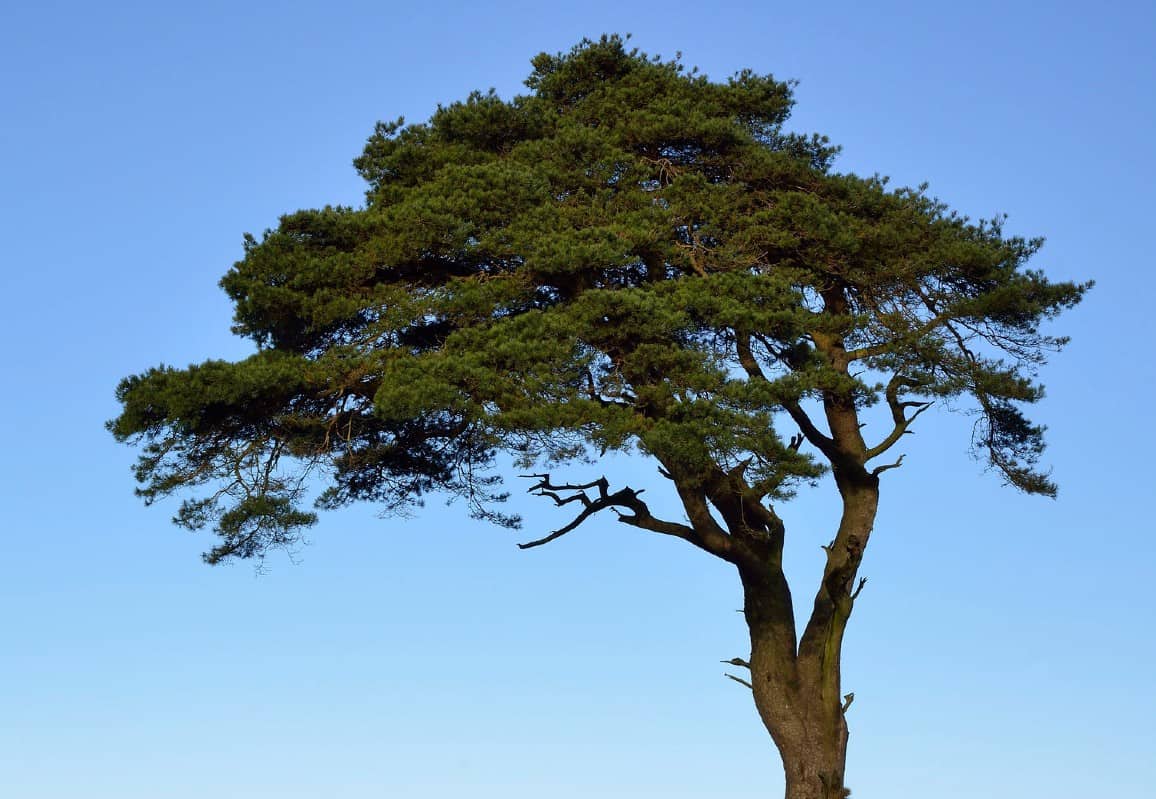 The Scots pine is often used as a Christmas tree.