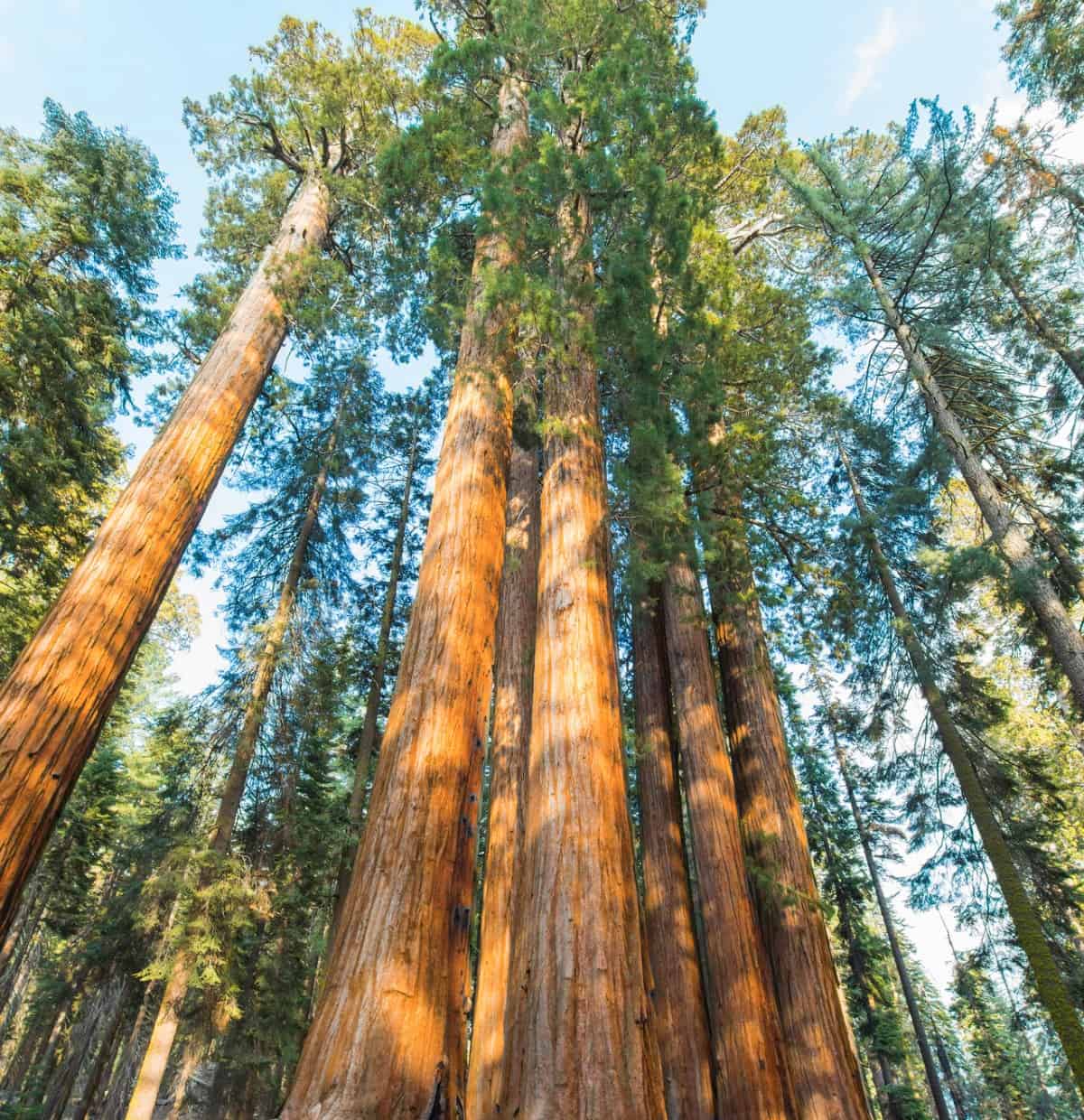 Sequoias are giant evergreen trees.