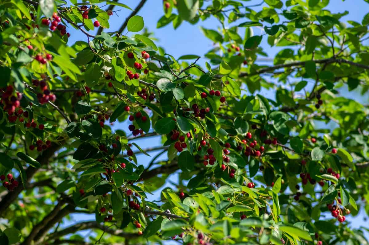 Serviceberry bushes provide year-round interest.