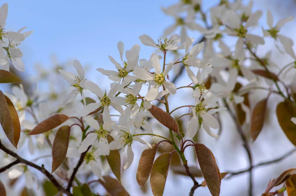 Serviceberry trees have delicious berries.