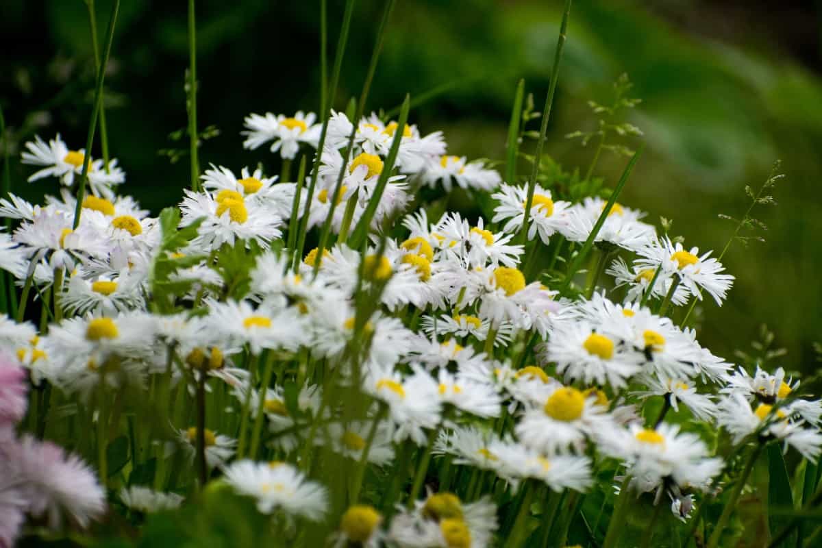 Shasta daisies are long blooming perennials.