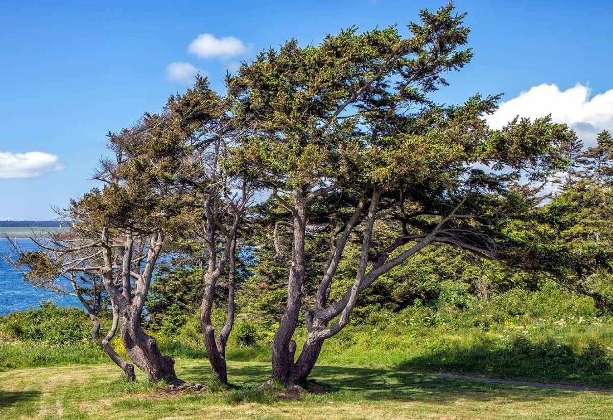 The shore pine tree has a wind-blown look.