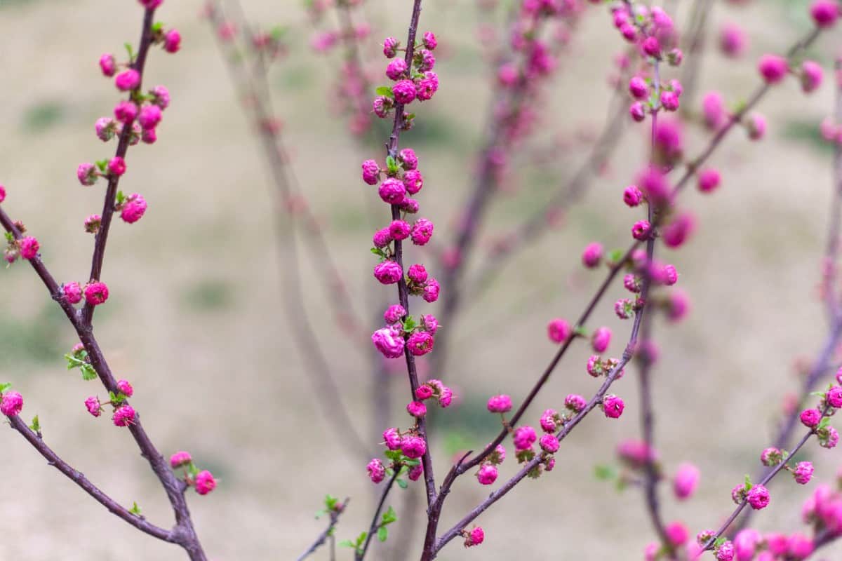 All kinds of insects love Siberian elm trees.