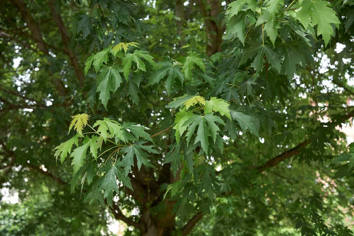 Silver maples are fast growers.