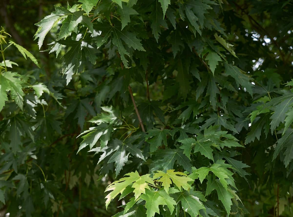 The underside of silver maple leaves is a silvery color.