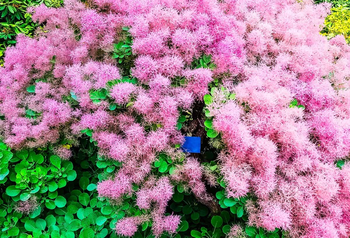 Smoke trees have fluffy pink flowers.