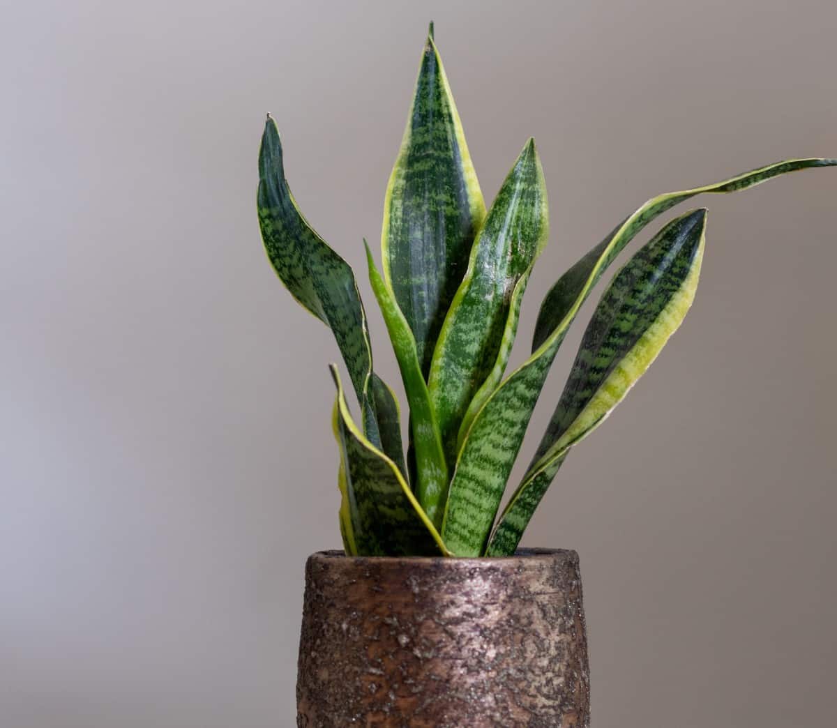 The snake plant is also known as sansevieria.