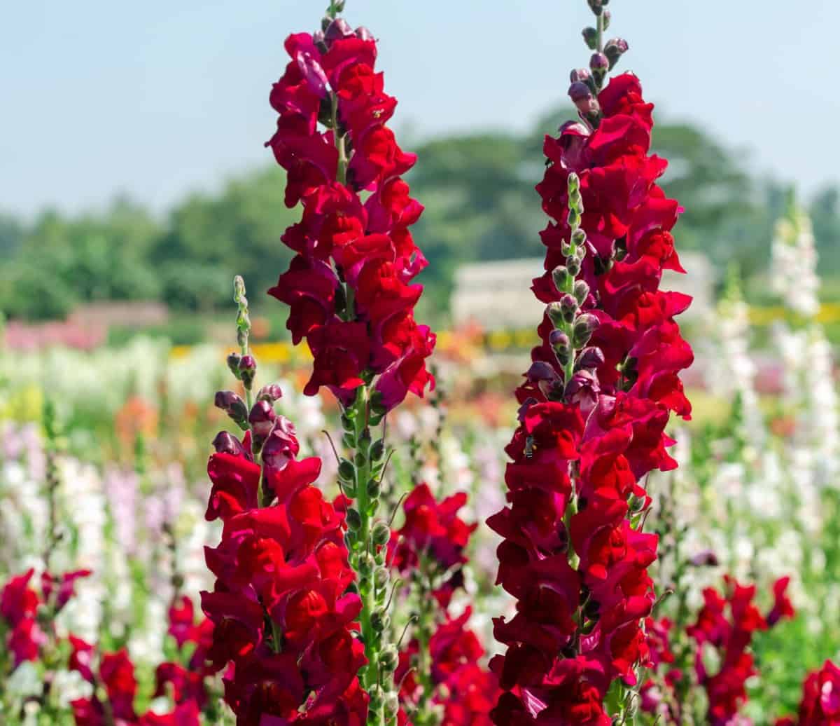 Snapdragons are tall, bright flowers.