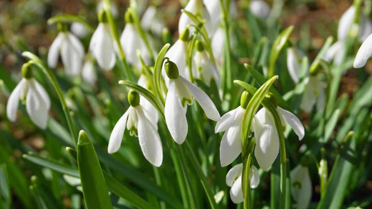 Snowdrops prefer shady areas.