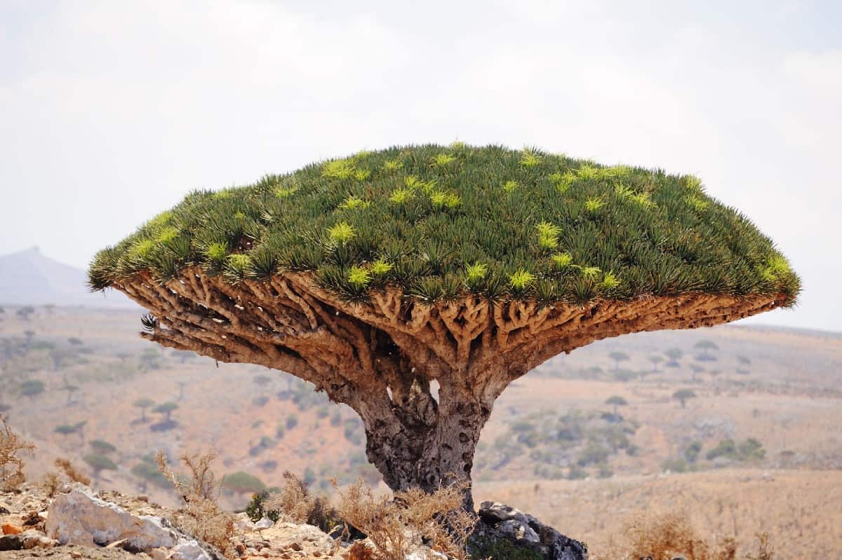 The Socotra dragon tree is an evergreen succulent.