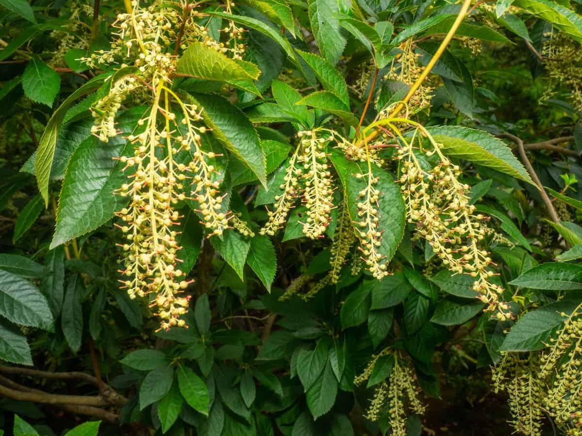 Sourwood stromy mají voňavé letní květiny.