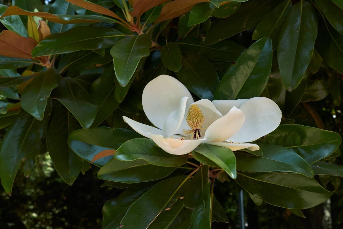 Southern magnolias have large leaves and flowers.