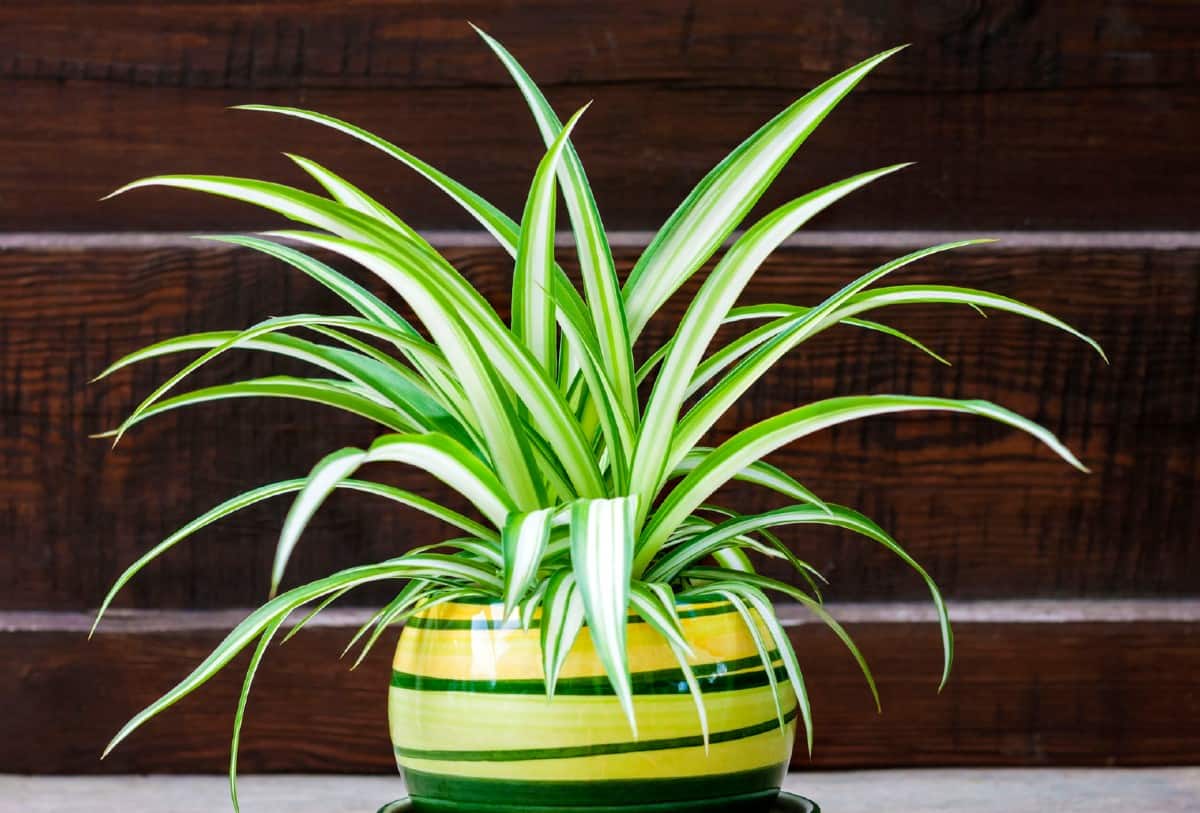 Spider plants are ideal for hanging baskets in the office.