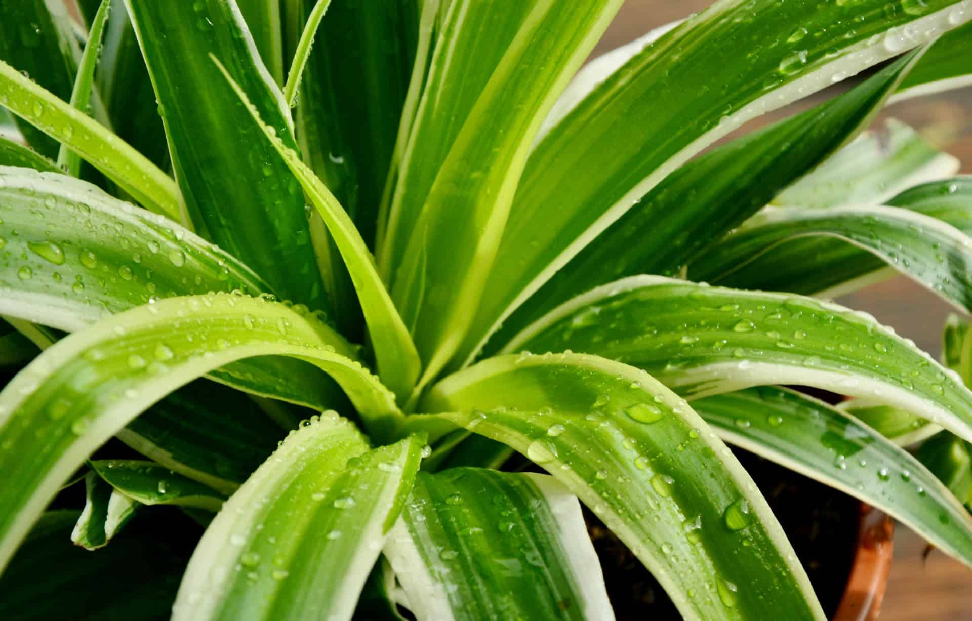 Spider plant leaves have an arching shape.
