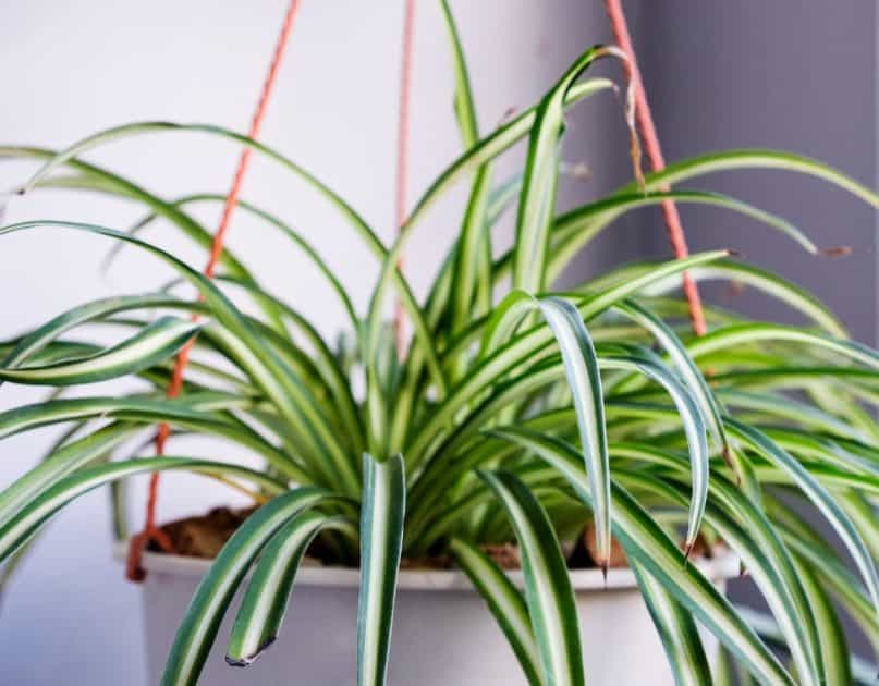 14 Awesome Hanging Plants to Maximize Indoor Space