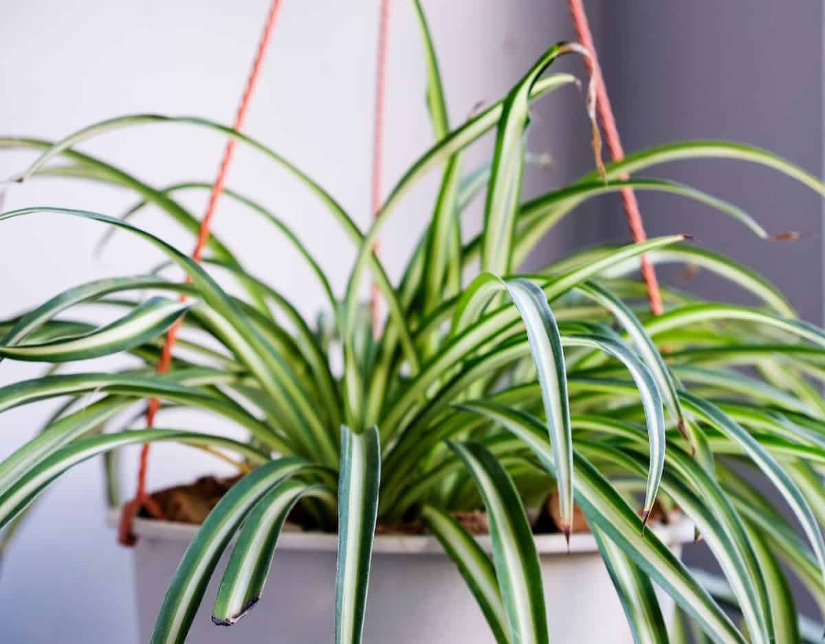 Spider plants are unusual-looking.