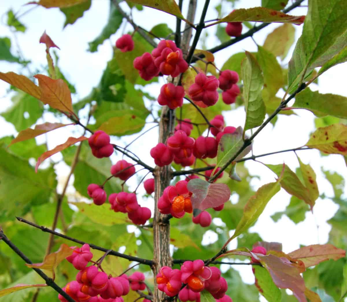 Birds enjoy snacking on the ornamental berries of the spindle tree.