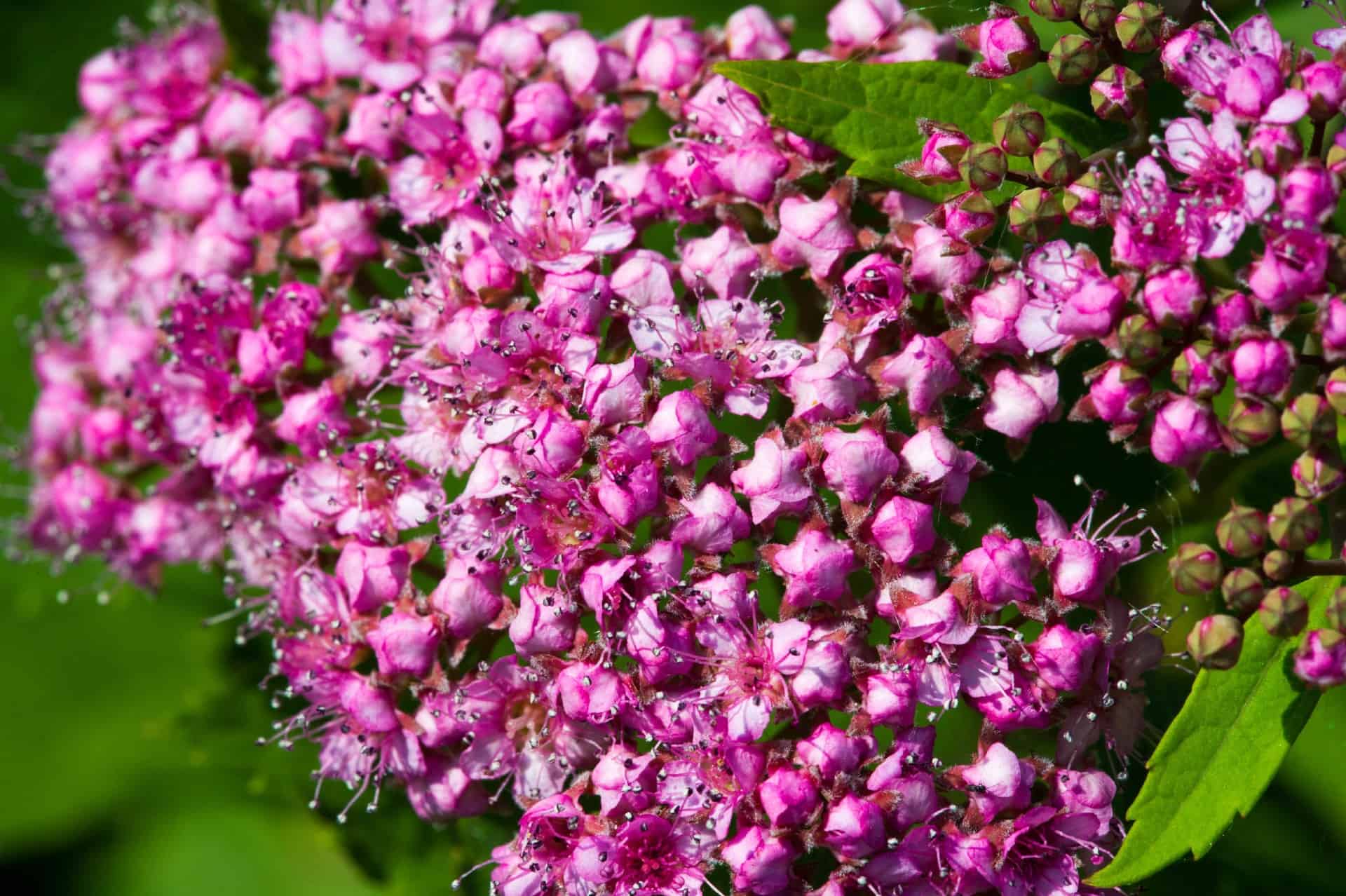 Spirea shrubs are fast growers.