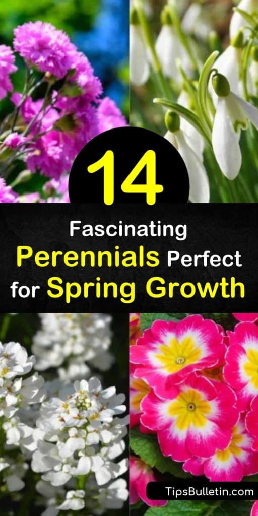 Discover gorgeous spring blooming perennials like the Bleeding Heart and Dianthus. Learn which flowers make the best groundcover and which make fantastic statement pieces. Plant them in early or late spring with a variety of colors from which to choose. #spring #blooming #perennials #gardening