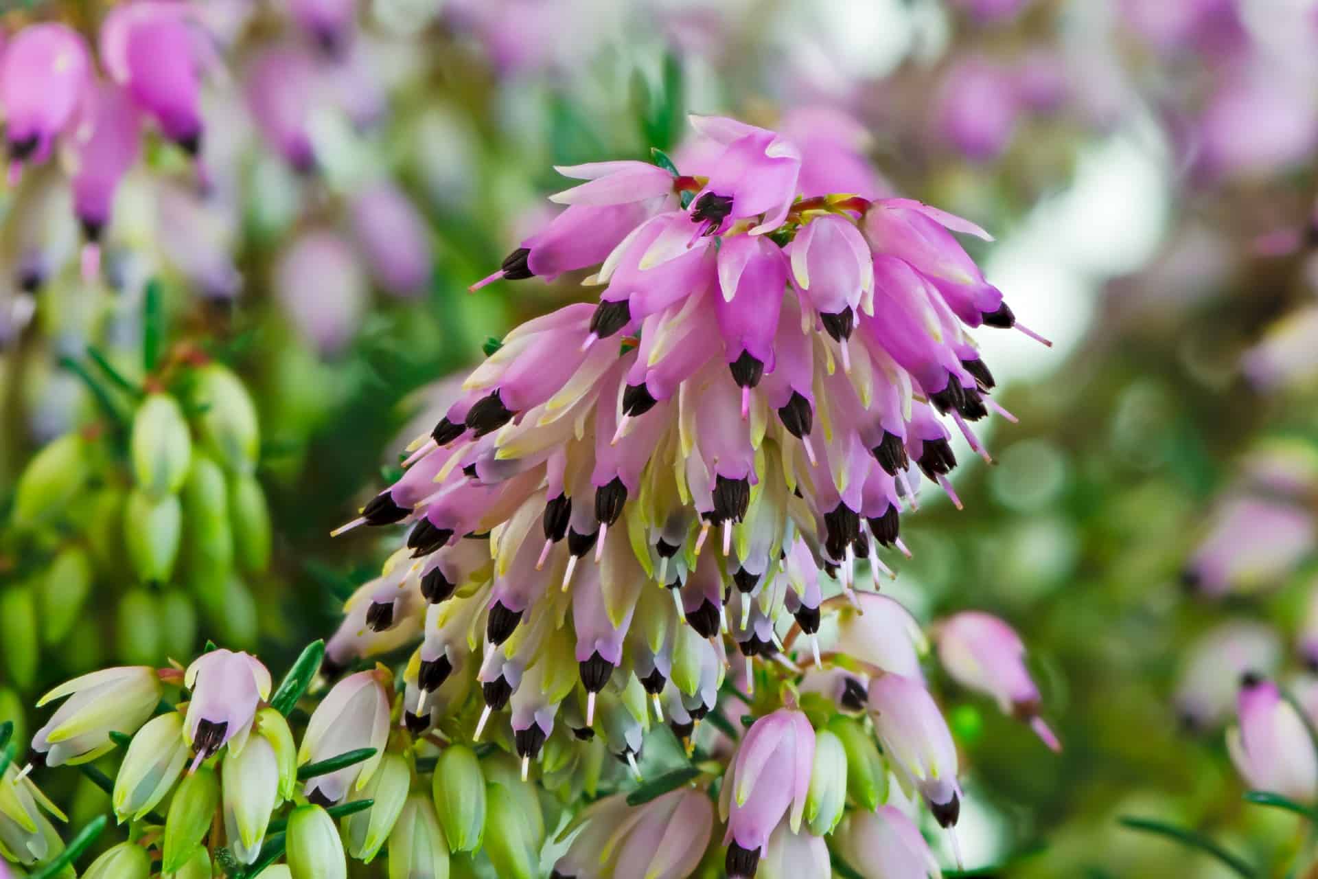 Spring heath has a long blooming season.