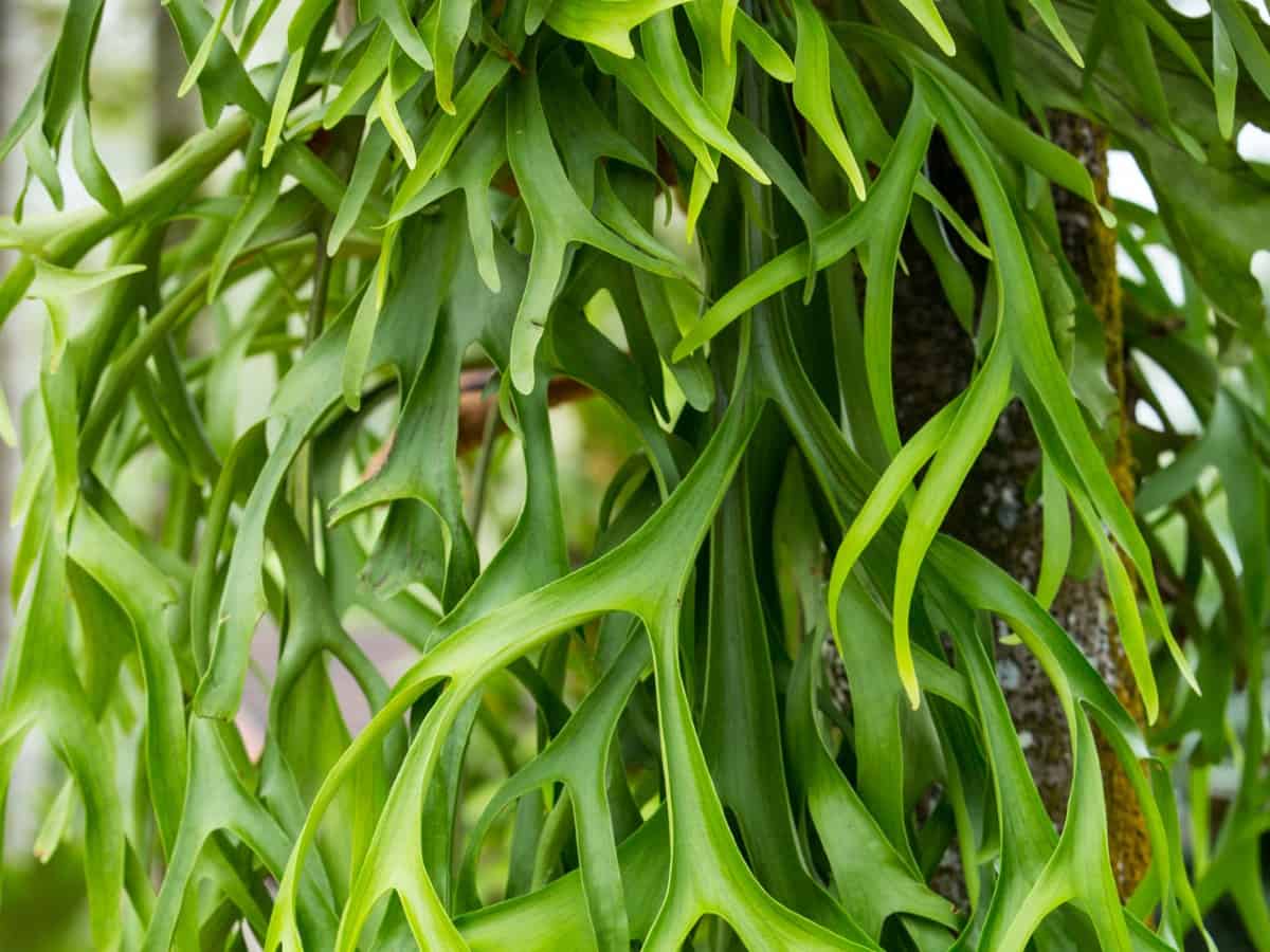 Staghorn ferns have two types of leaves.