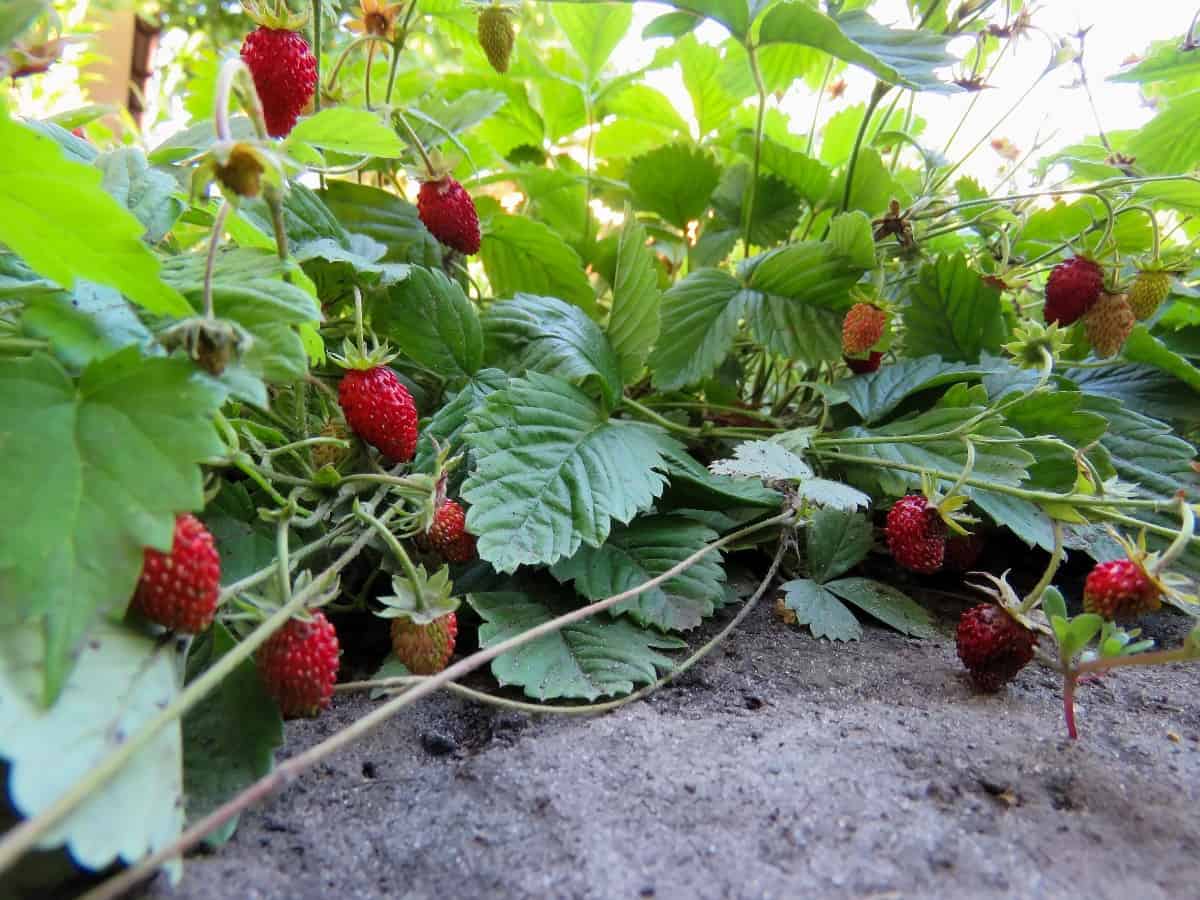 Strawberries spread through runners.