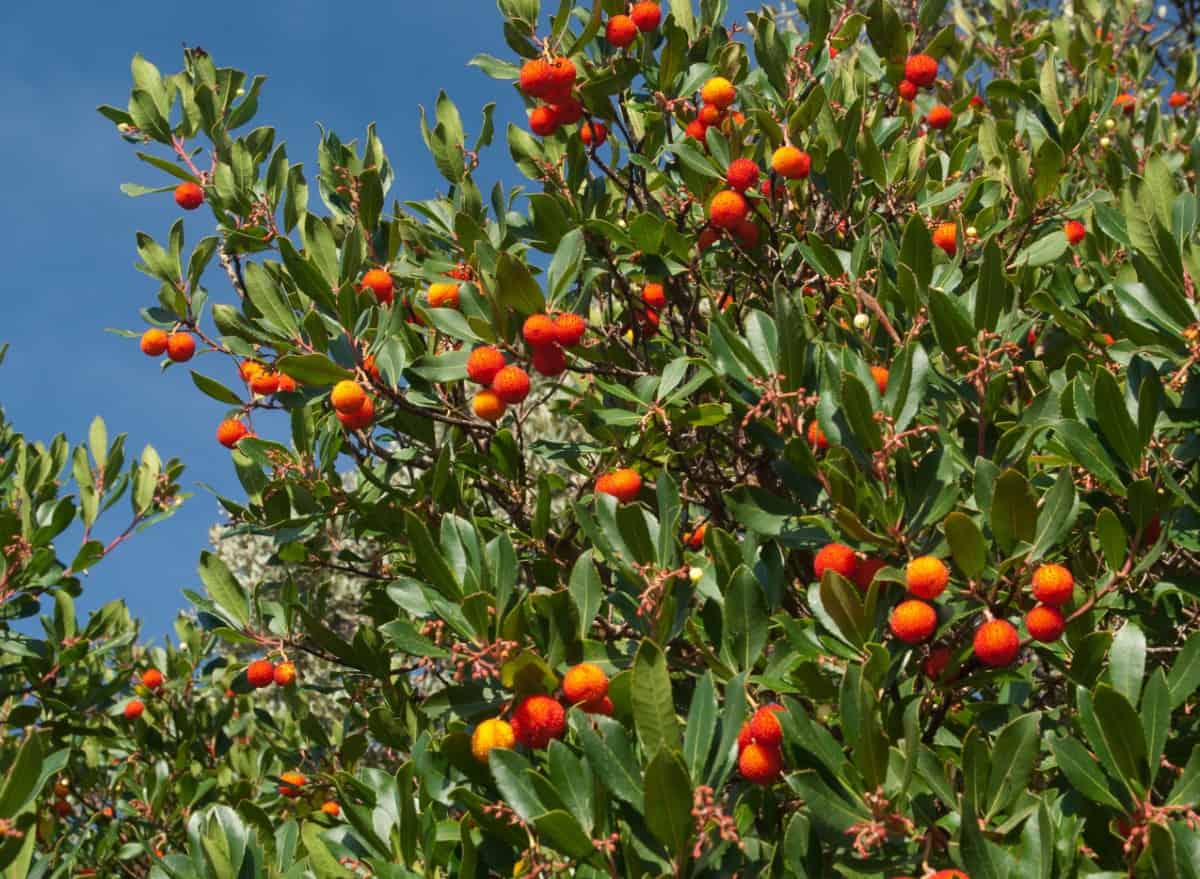 Strawberry trees have winter foliage and fruit.