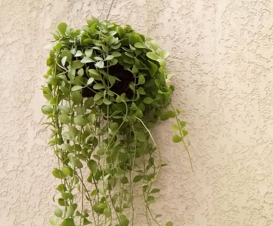 String of nickels is perfect as a hanging plant.