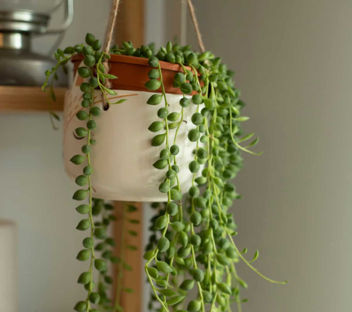 String of pearls is a trailing succulent.