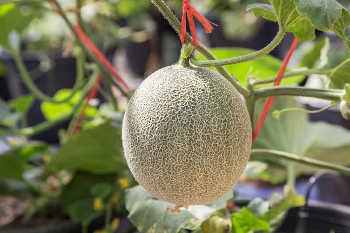 Get personal-sized fruit from the sugar cube cantaloupe vine.