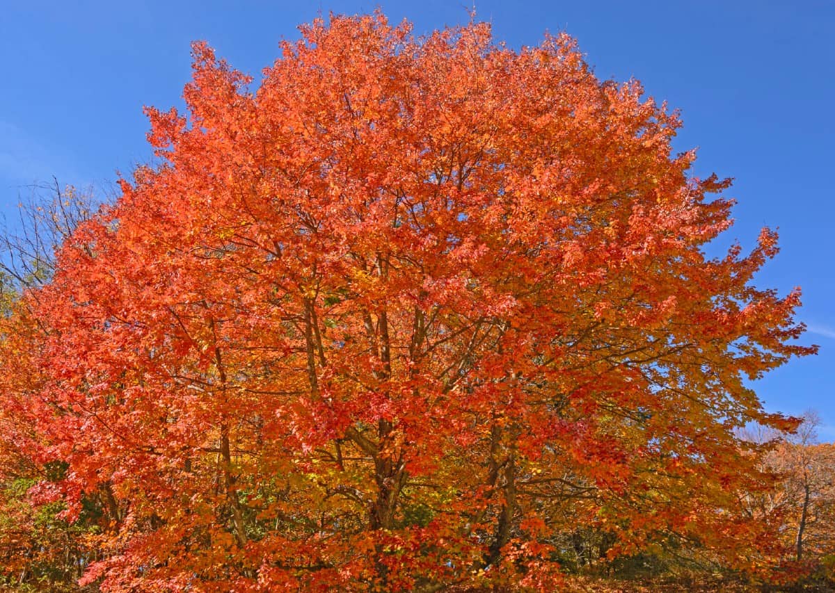 Maple sirup kommer fra sukker ahorn træer.