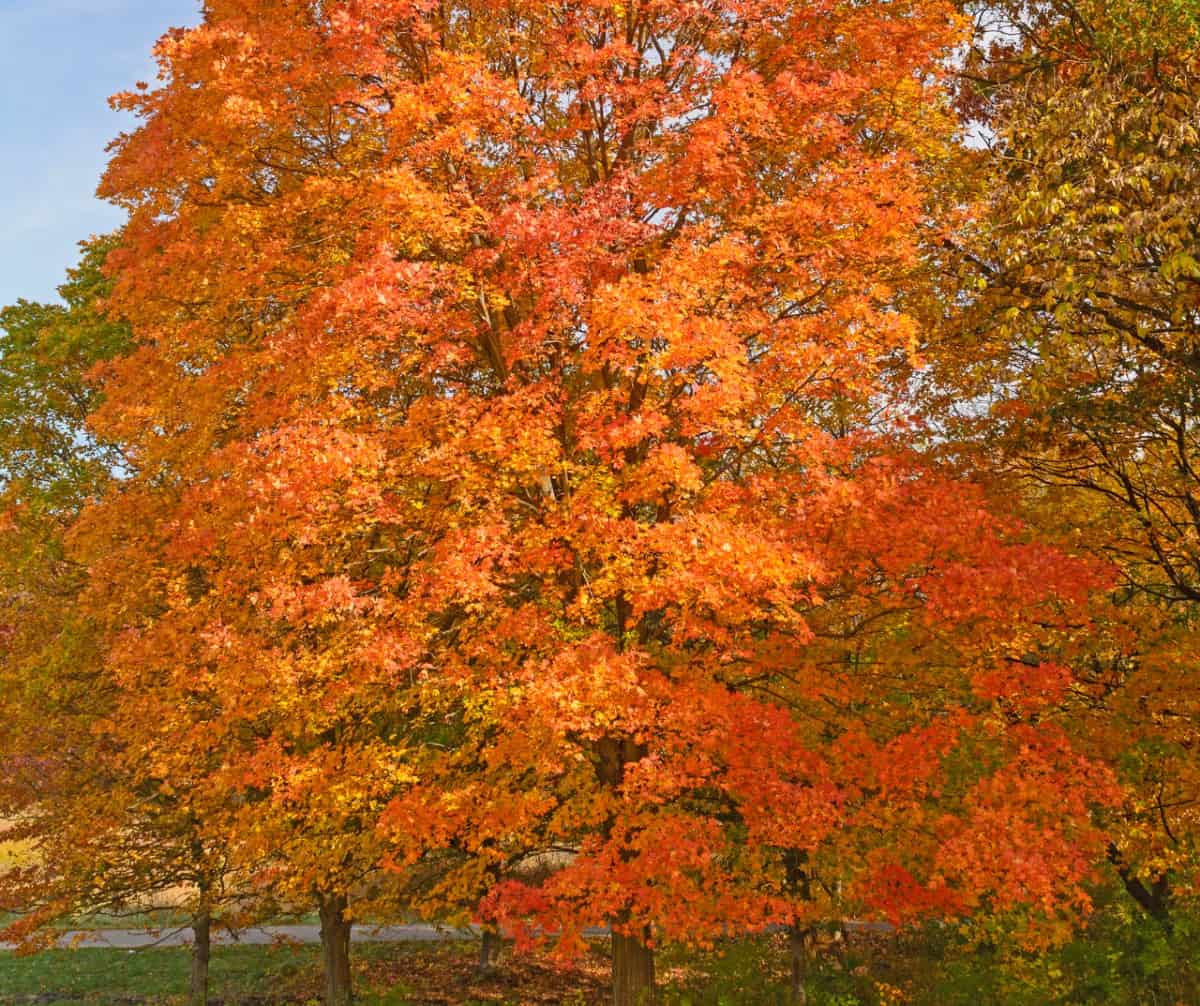 Maple syrup comes from sugar maple trees.