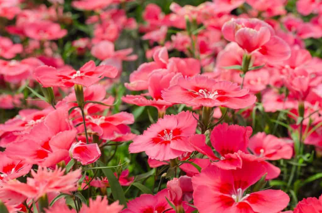 14 Beautiful Perennial Wildflowers for a Low-Maintenance Landscape