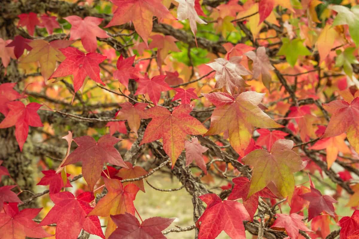 Sweetgum trees are low maintenance.