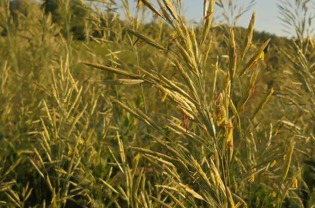 Tall fescue is one of the few grasses that grow well in clay soil.