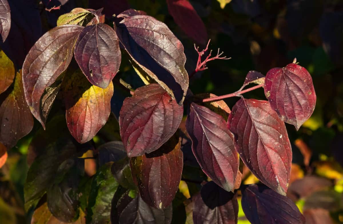 The Tatarian dogwood changes color according to the season.