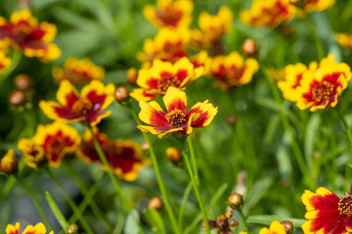 Tickseed is a daisy-like perennial.