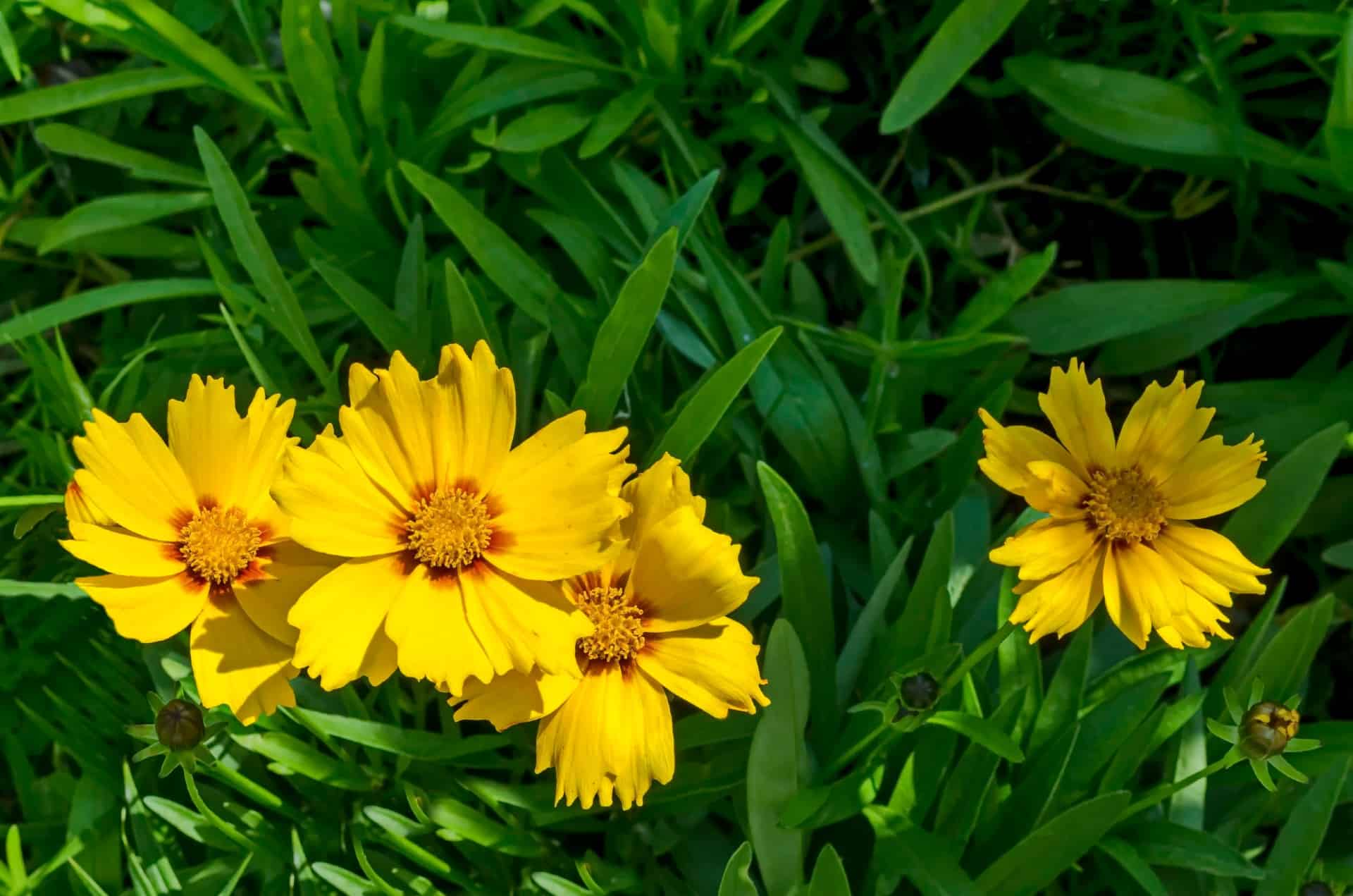 Tickseed has bright flowers that look good as a filler or border.