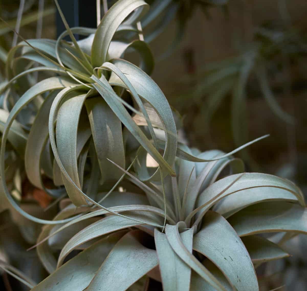 Tillandsia doesn't need soil.