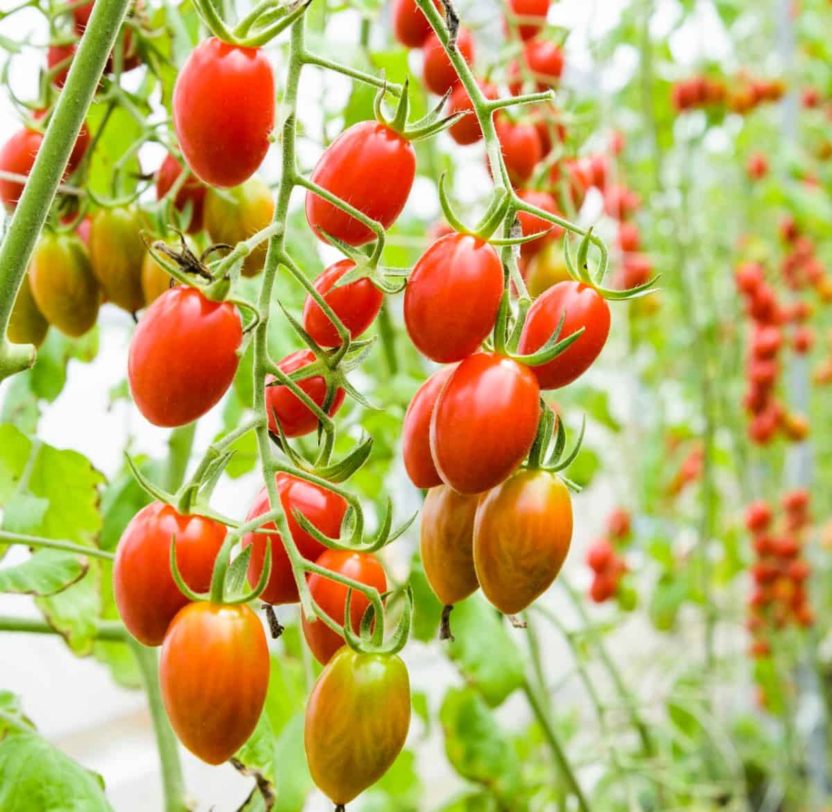 The tomato is actually a fruit rather than a vegetable.