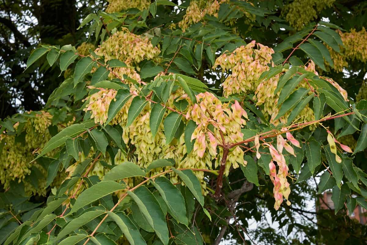 Tree of heaven is an ornamental fast-growing tree.