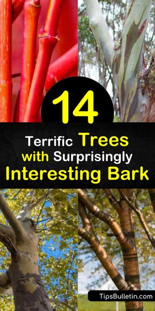 Discover trees with ornamental bark to liven up a winter garden. For peeling bark, try river birch or acer griseum, a small tree. Trees with mottled bark include the American sycamore and kousa dogwood. For colorful bark, plant the coral bark Japanese maple. #trees #bark #interesting #growing
