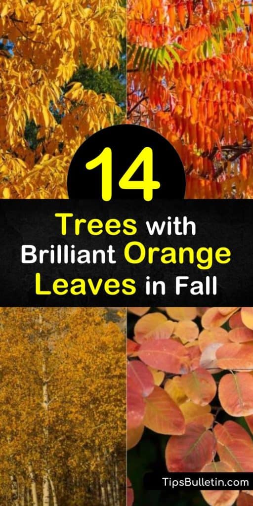 Discover how to create a fiery fall landscape with orange foliage trees. Plant full sun trees such as red maple, dogwood (Cornus), Japanese maple, and sumac and enjoy vibrant orange leaf color during the autumn months. #trees #orange #leaves #fall