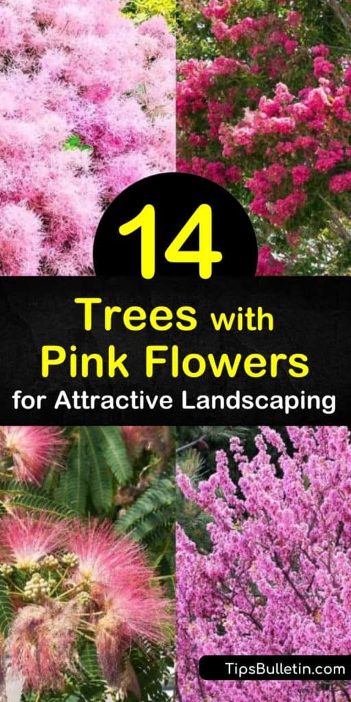 Discover how to create a stunningly pink landscape with flowering trees. Enjoy a yard filled with early spring pink blooms and fall color by planting Eastern redbud, crabapple, dogwood, magnolia, and trees from the prunus genus. #trees #pink #flowers