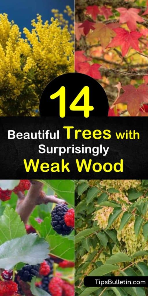 These trees with weak wood make maintenance that much more difficult to keep up in yards. Trees like Siberian Elm and ash trees become more susceptible to pests and disease than others. Weak branches may damage parts of your home or other structures if not properly upheld. #weak #wood #trees